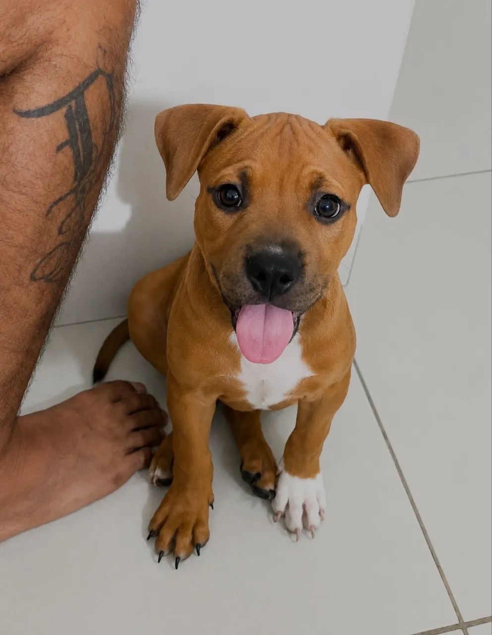 American Bully Pocket - Foto 3