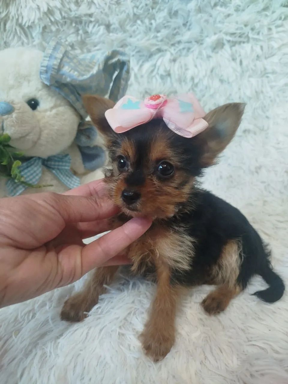 fêmea de york micro com 2 meses
