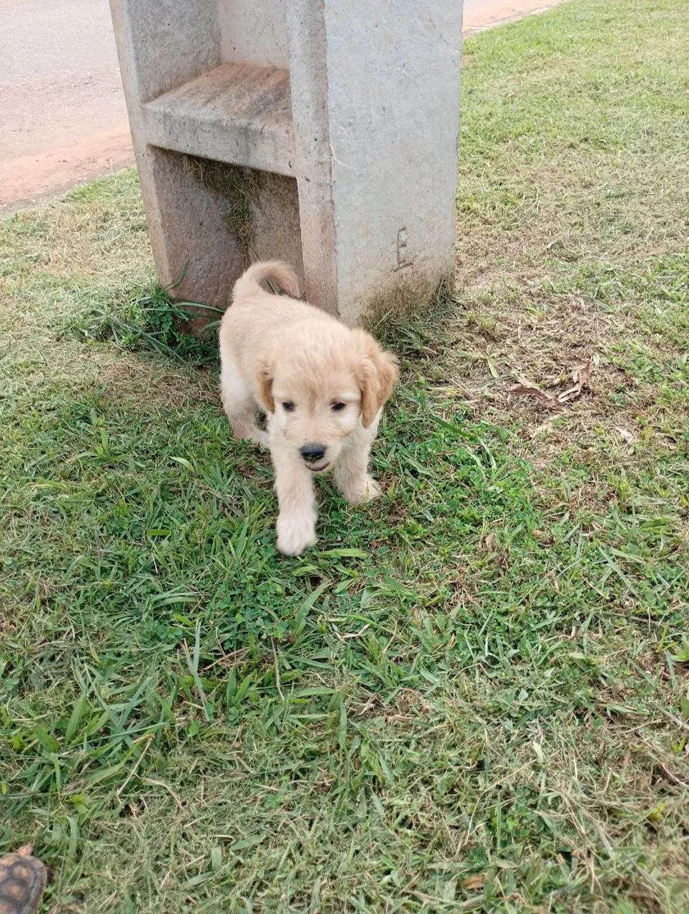 Filhotes de Poodle  - Foto 3