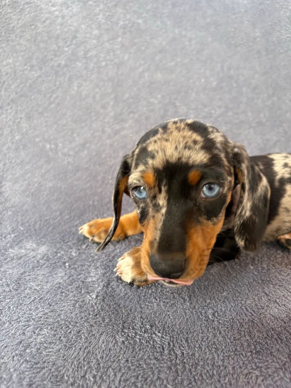 Dachshund Alerquim  - Foto 2