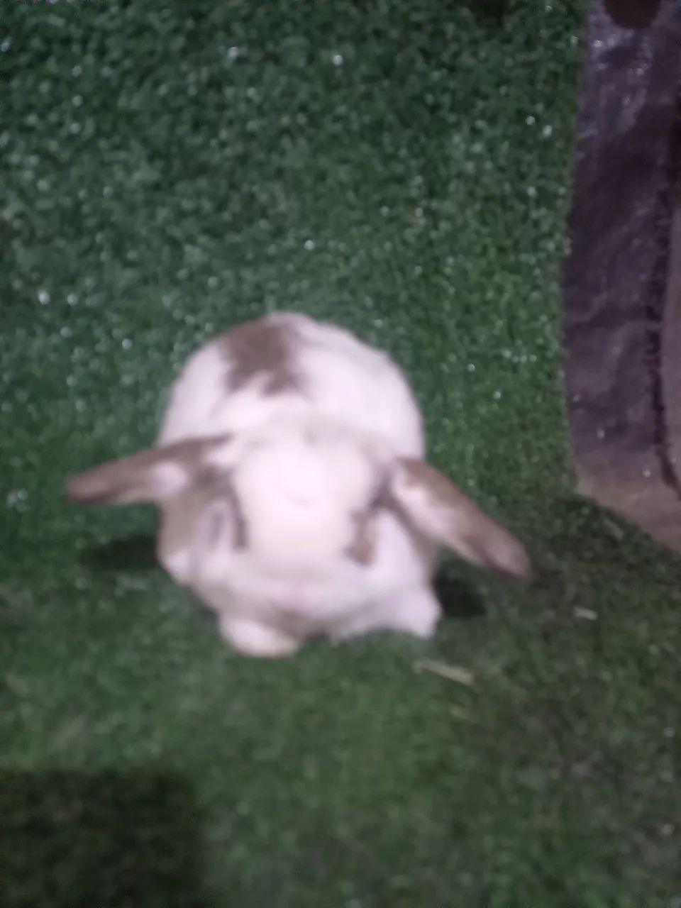 Coelho mini lop - Foto 5