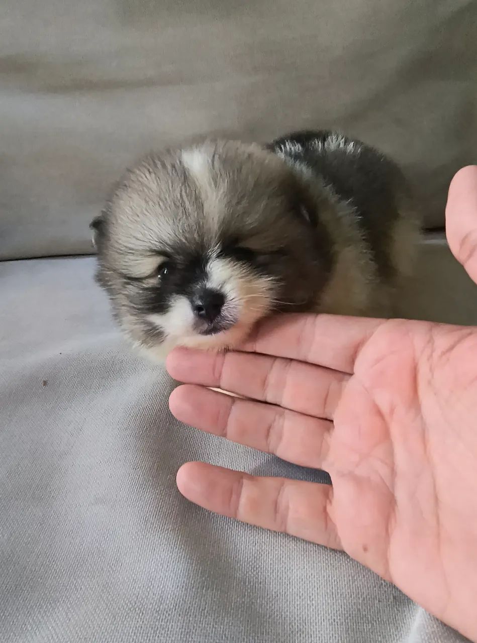 Spitz alemão 
