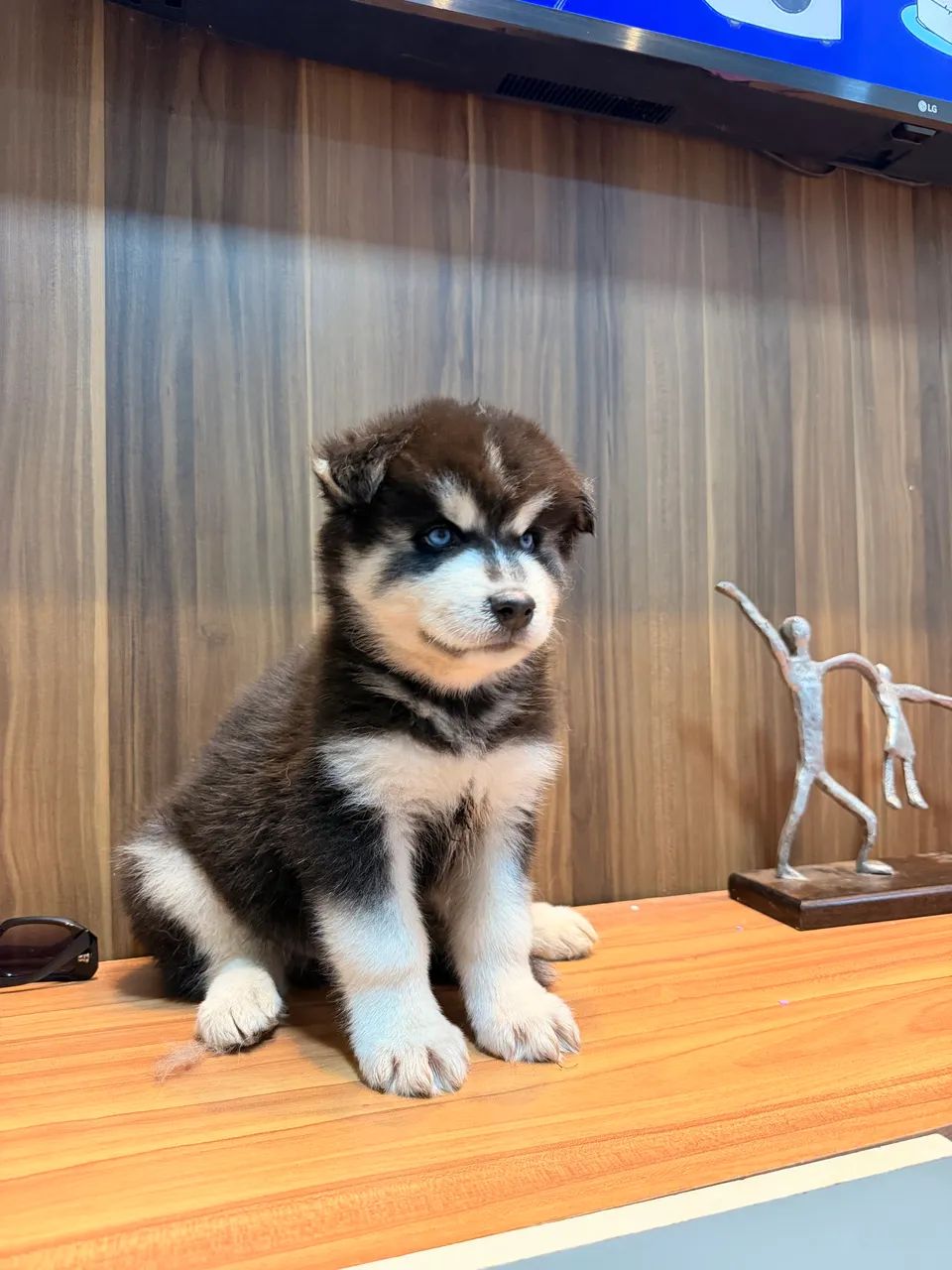 Husky siberiano  - Foto 3