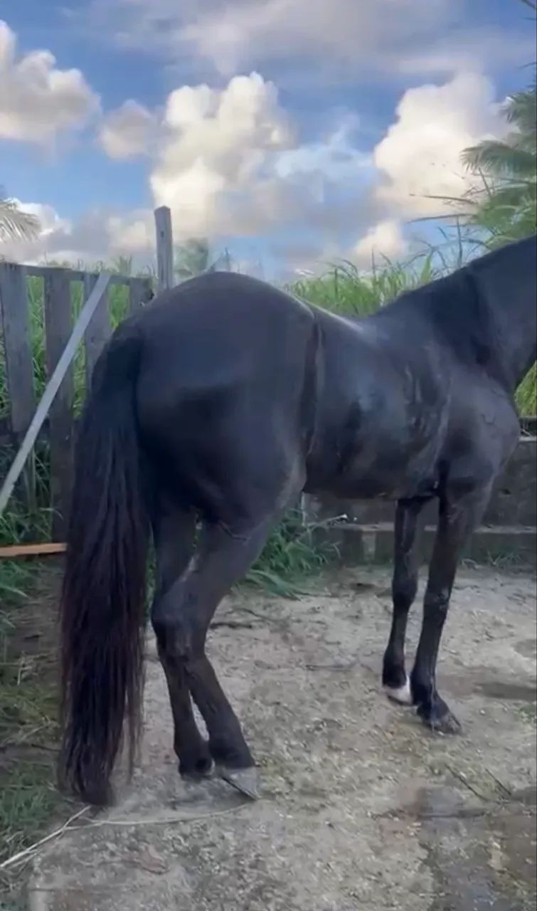VENDE-SE EGUA DE PICADO  - Foto 4