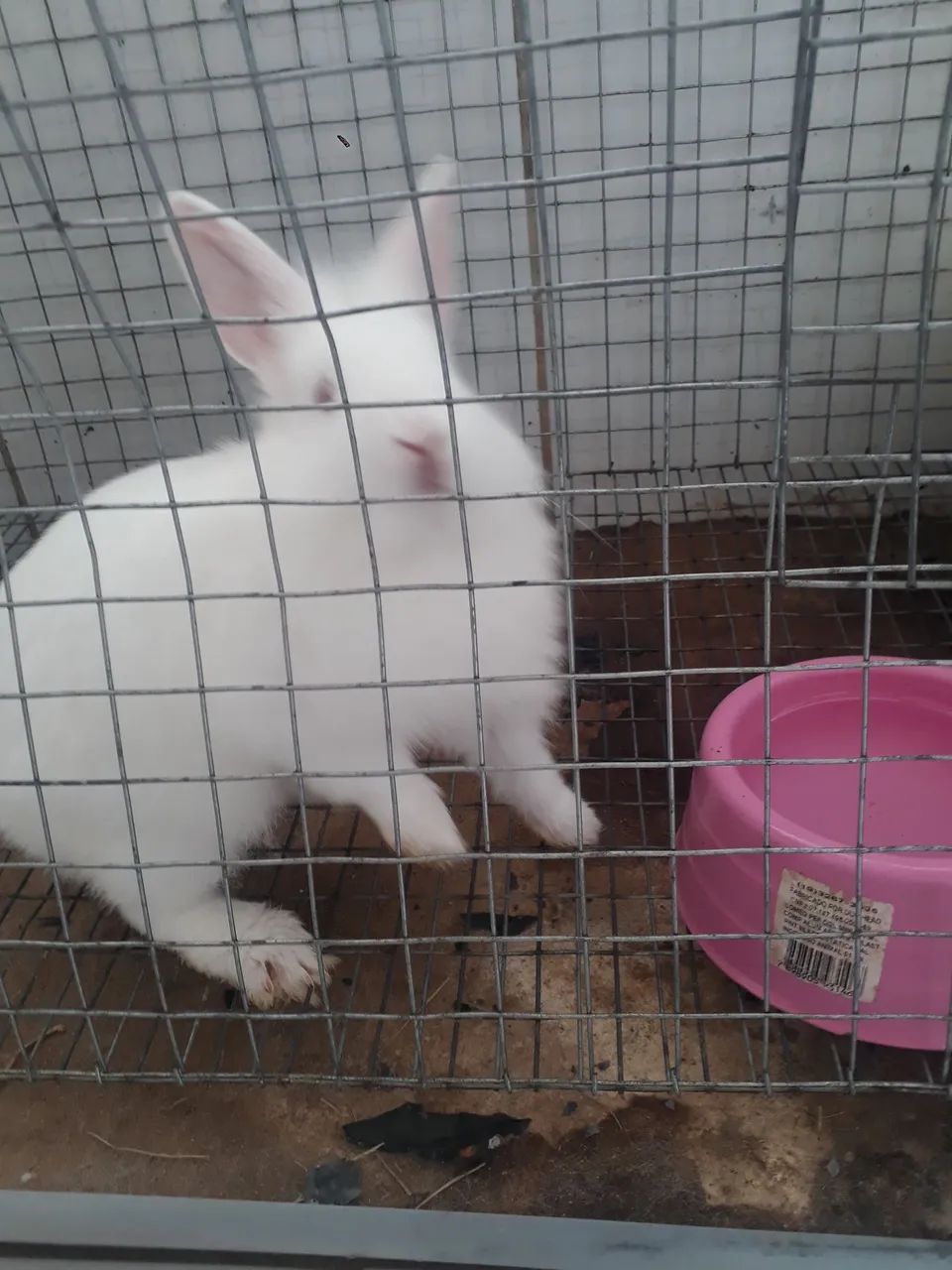 Vendo coelhos filhotes com 1 mês  - Foto 5