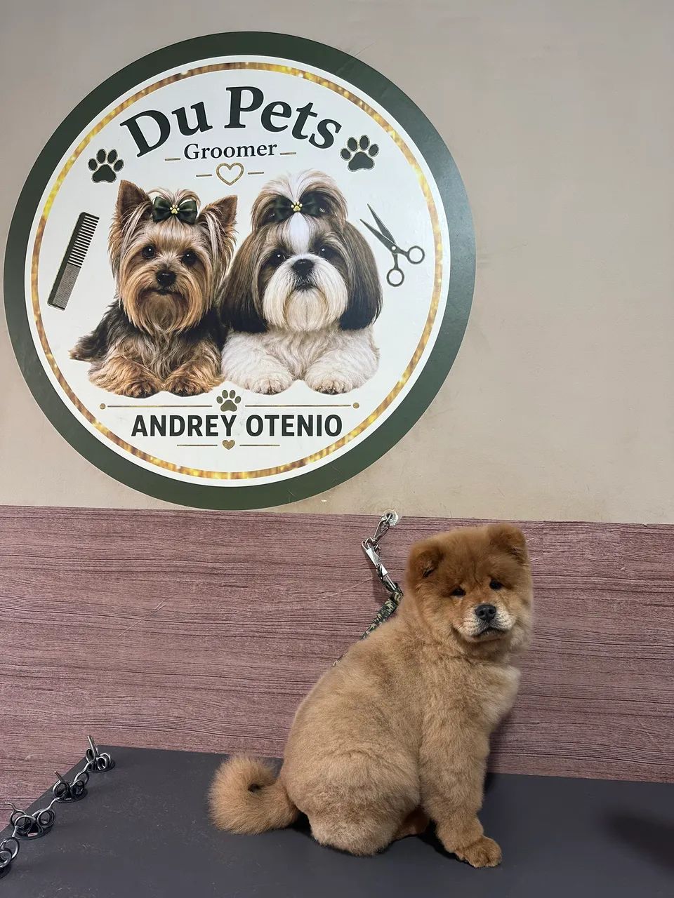 Chow chow menino 