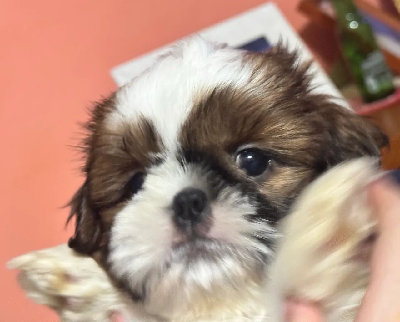 Shihtzu  - Foto 2