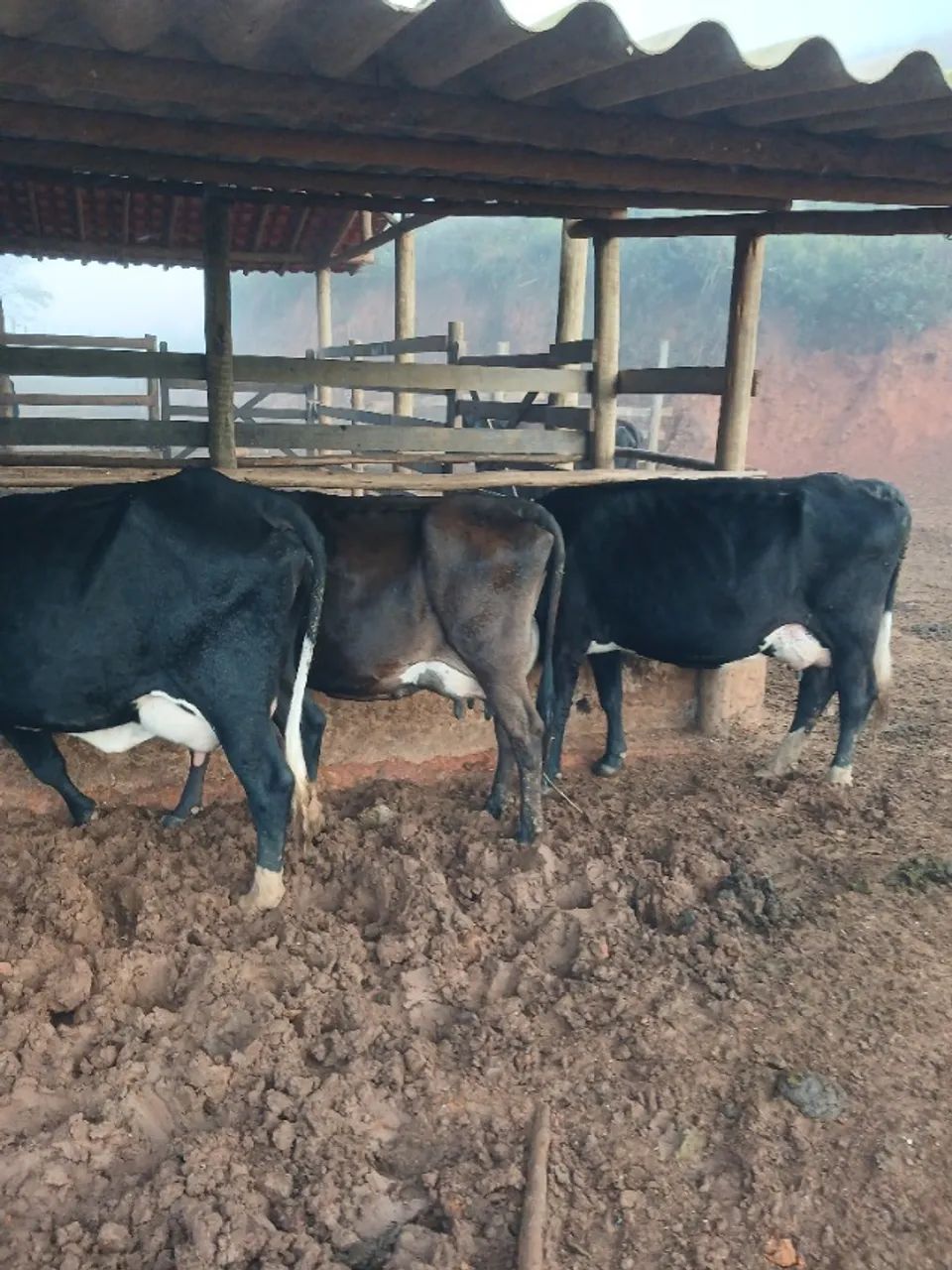 Venda de vacas de leite - Foto 4