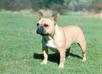 Buldogue francês  - Foto 3