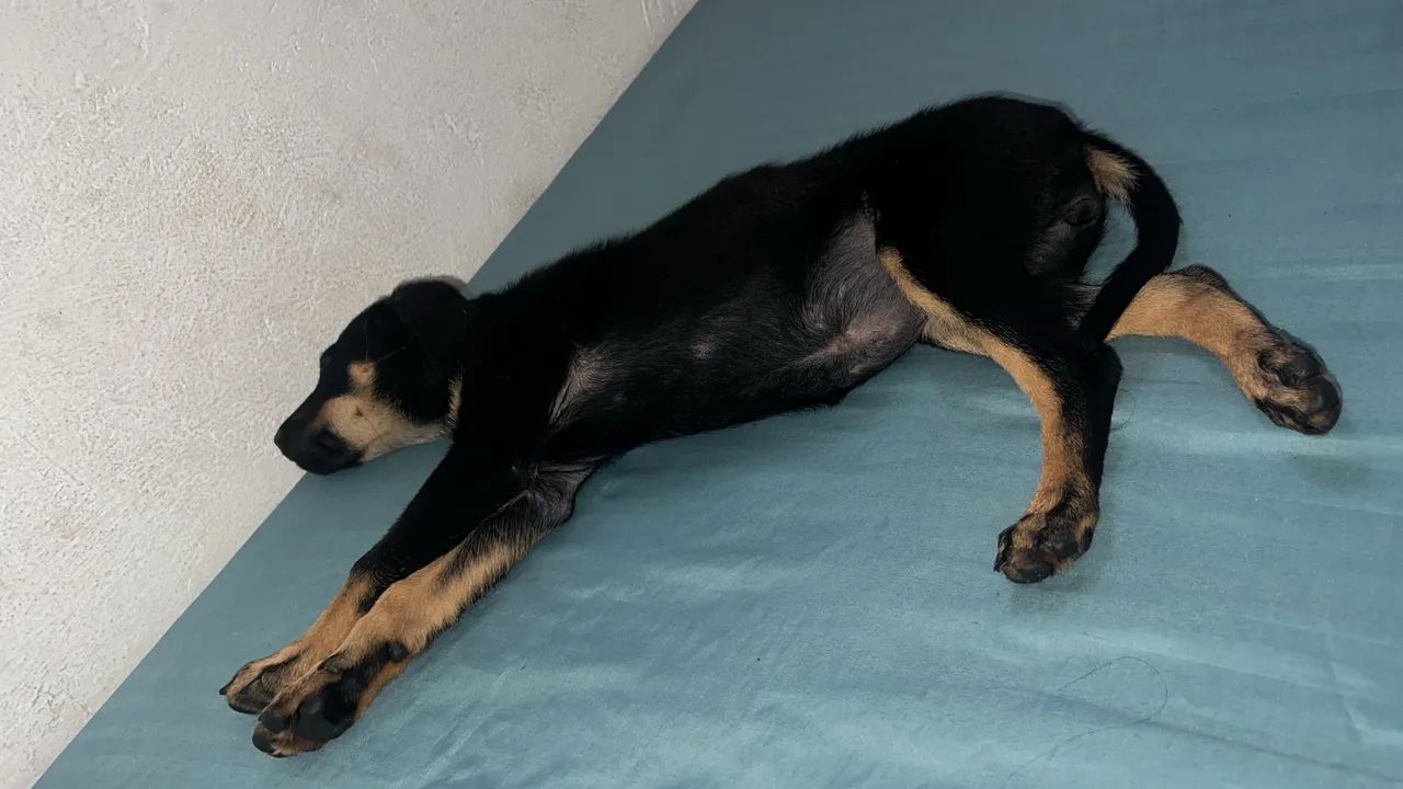 Doando cachorrinha  - Foto 5