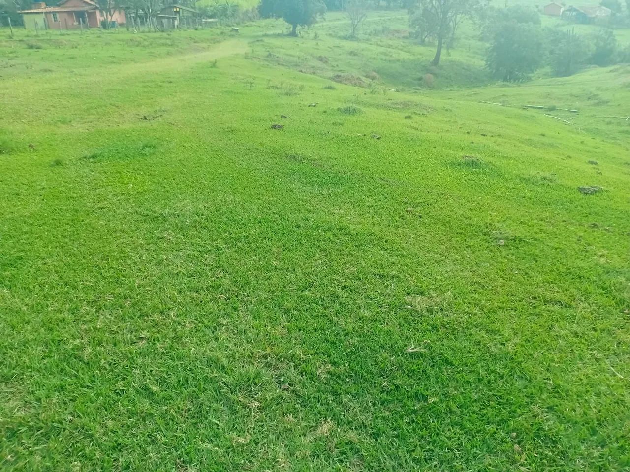 Vende se grama batatais 