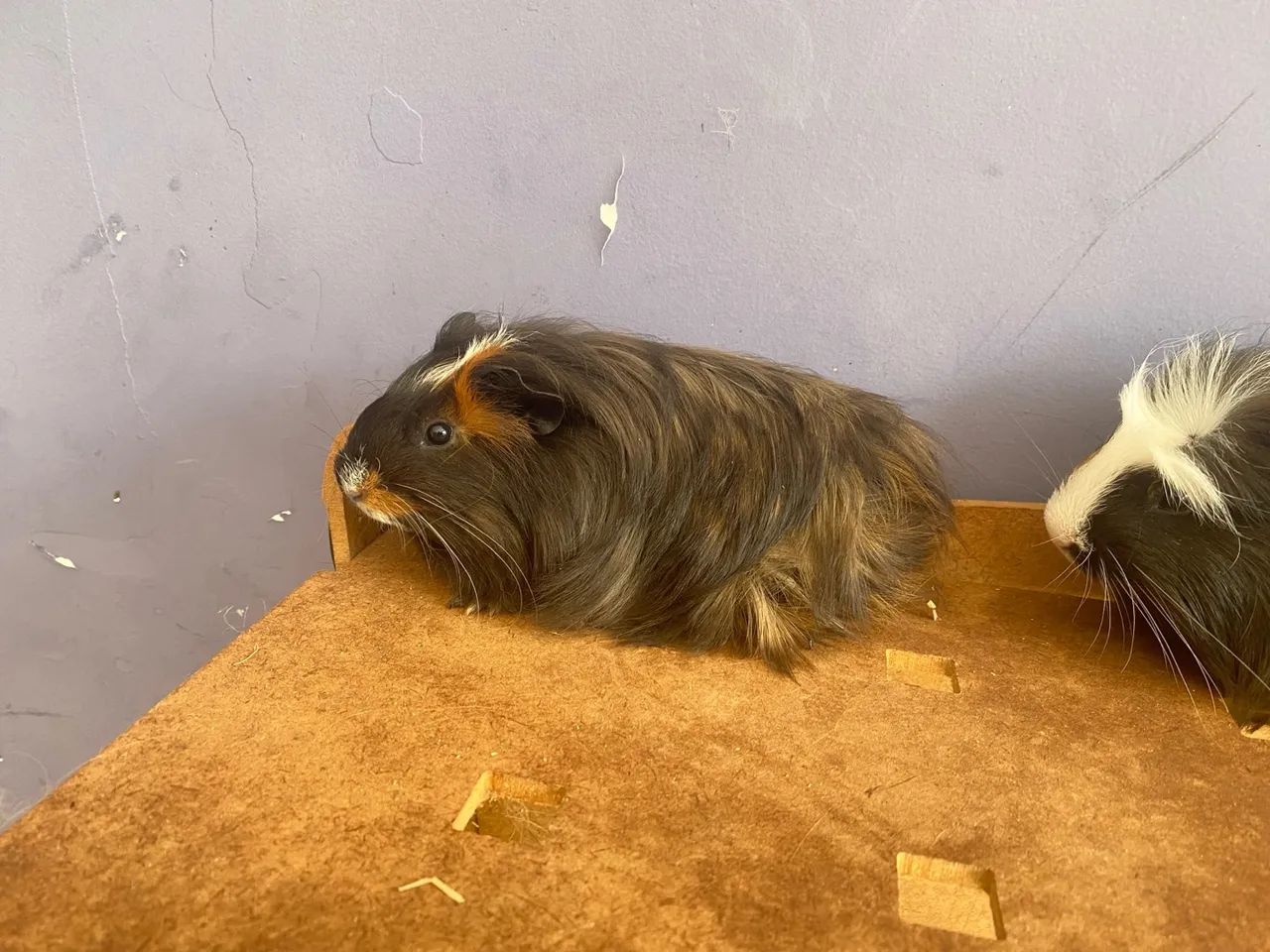 Porquinho da india filhote de coronet e sheltie pelagem lomga ja crescendo  - Foto 3