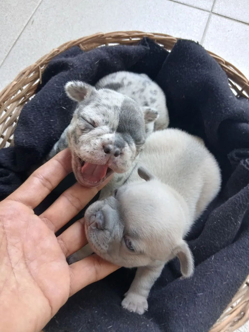 Buldogue Francês  - Foto 5