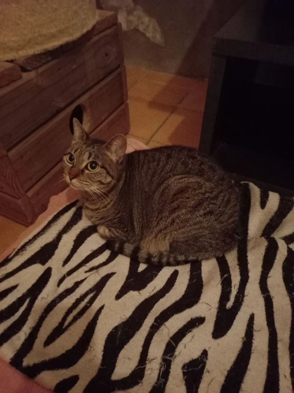 Doação de uma gatinha  - Foto 4