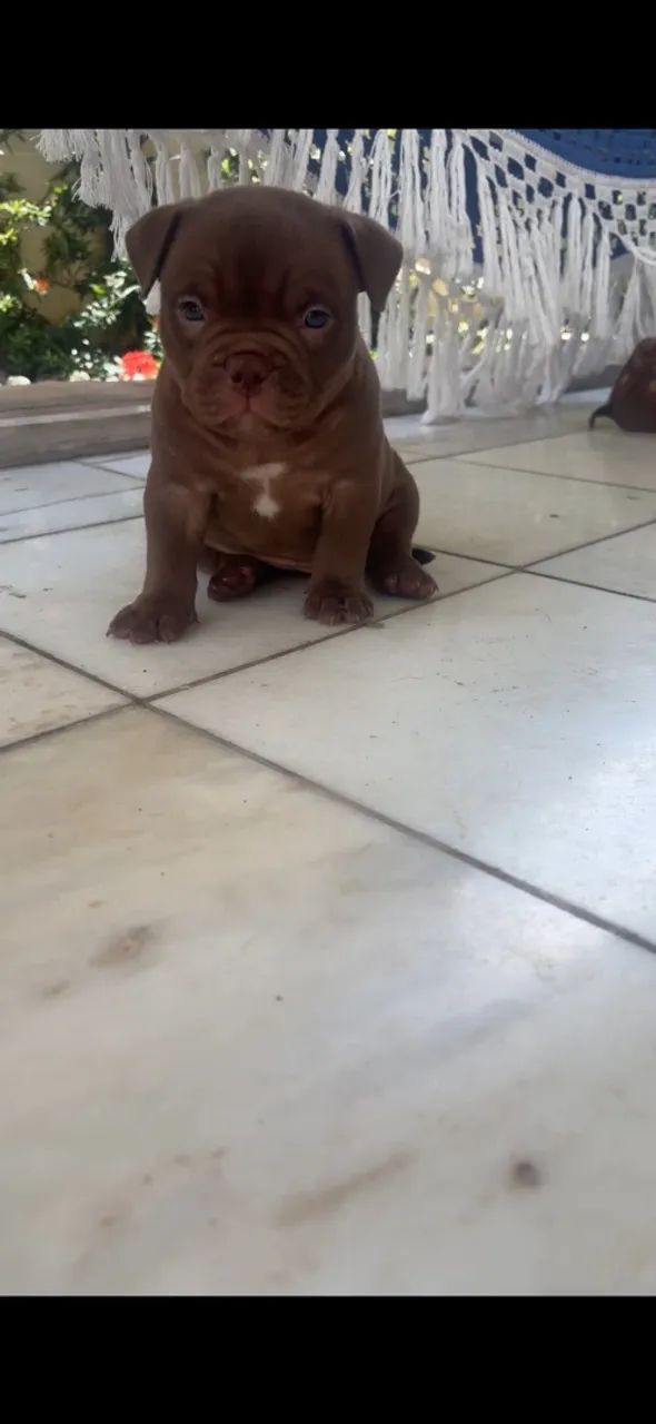 American bully com pedigree a venda - Foto 2