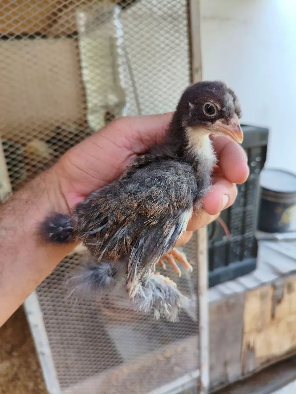 Pintos mestiços raças pequenas  - Foto 4