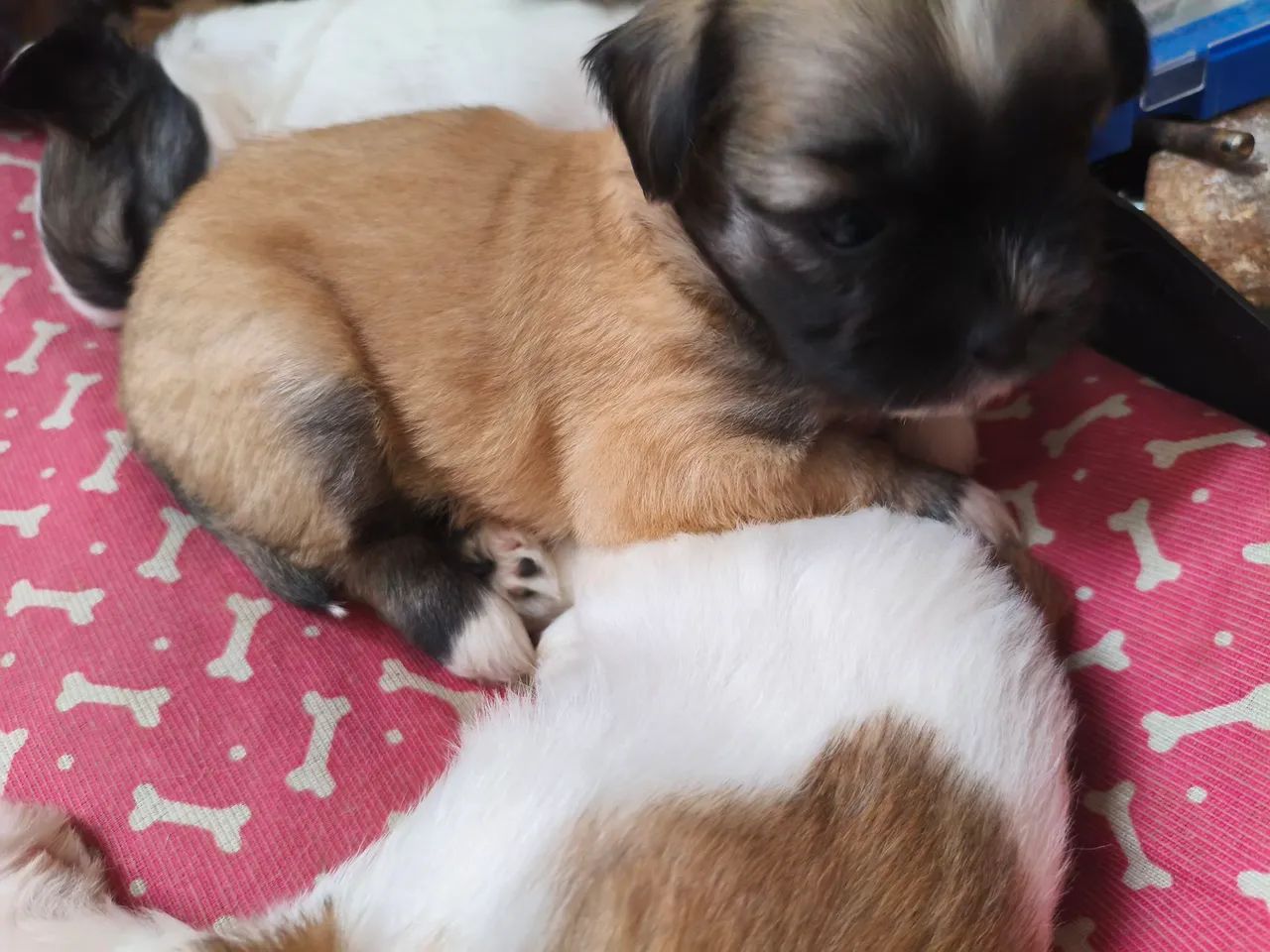 Shitzu - Foto 2