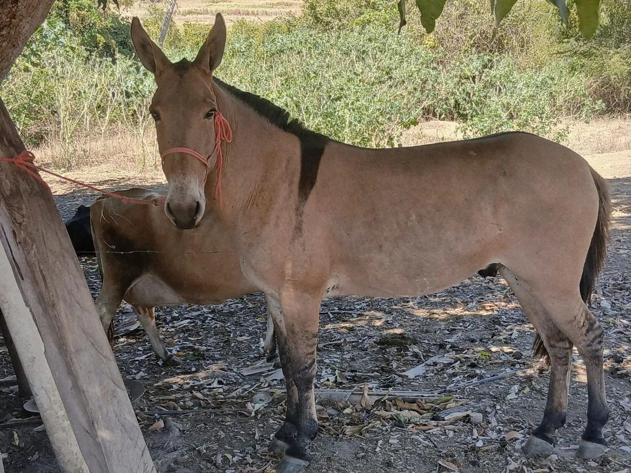 Burro