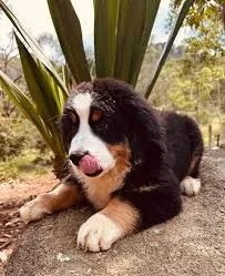 Bernese abraça com o olhar.