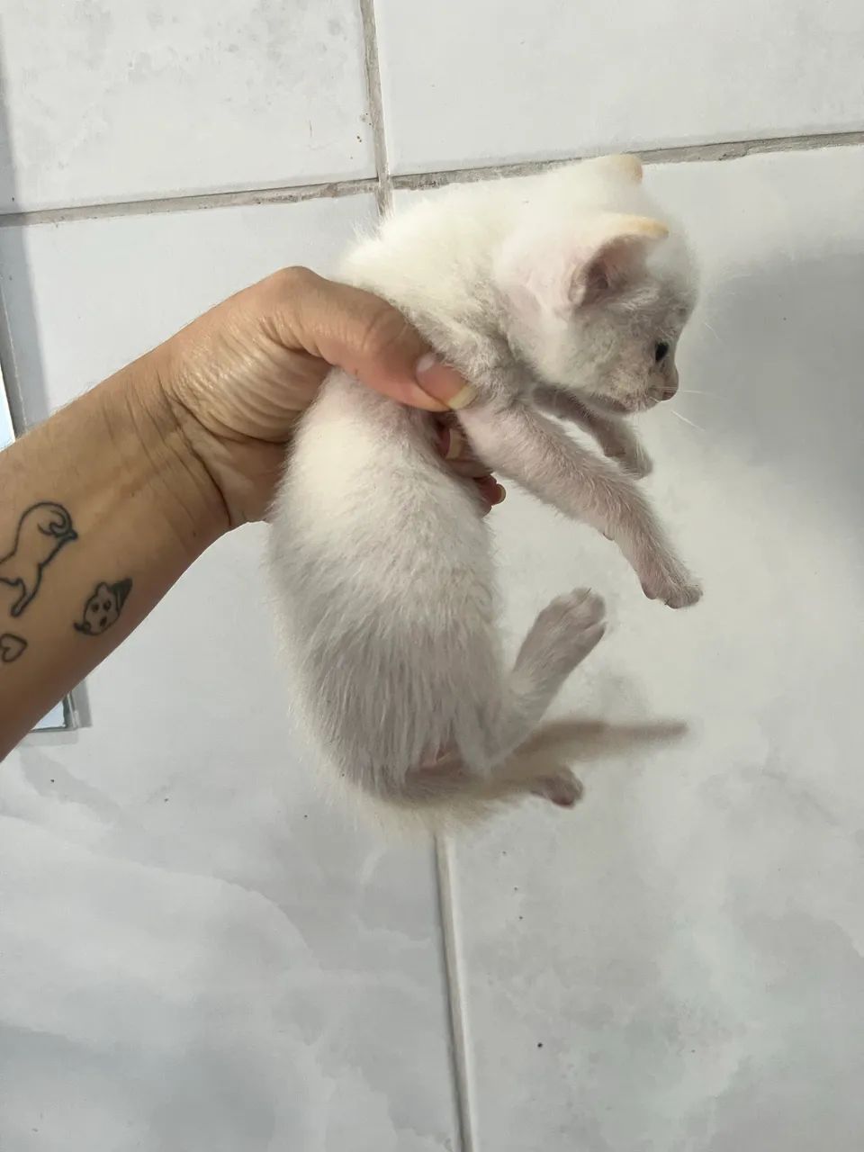 DOAÇÃO DE GATOS - Foto 3