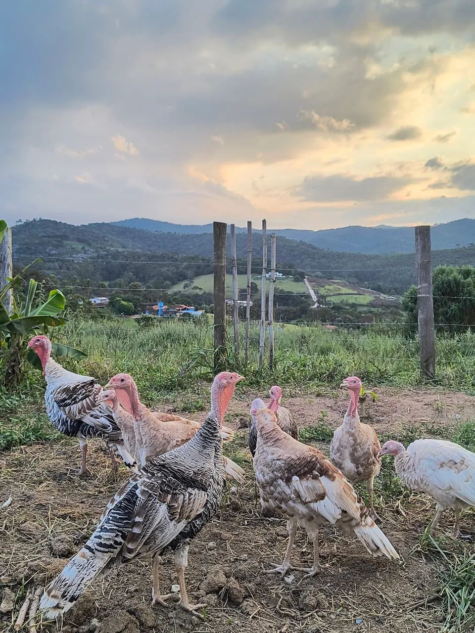 Perus jovens a venda  - Foto 4