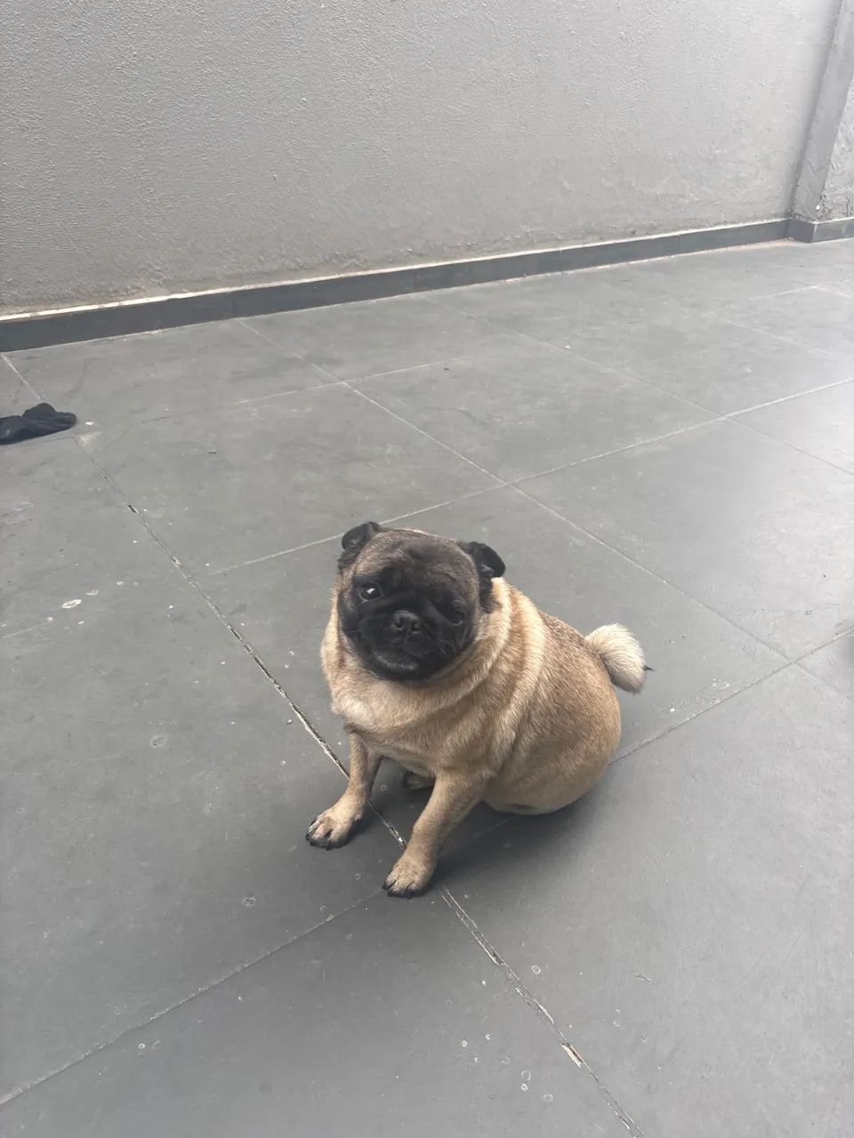 Cachorra pug - Foto 3