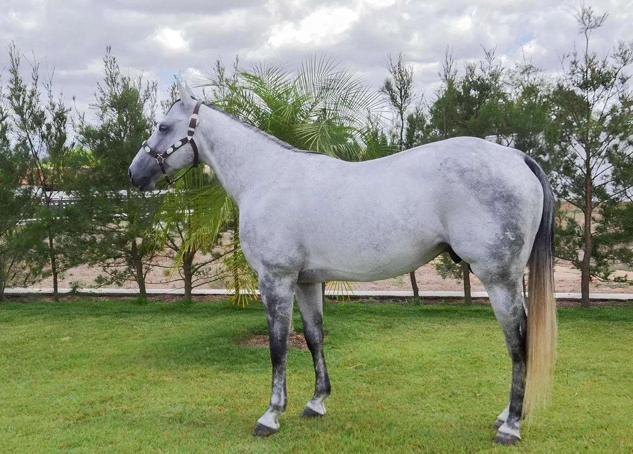 Cavalo QM puro com documento  - Foto 4