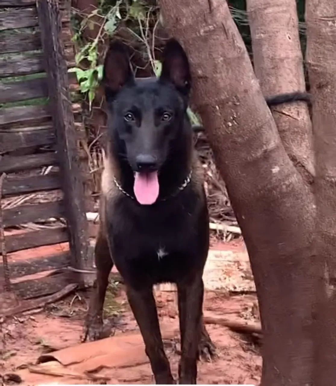 Pastor Belga Malinois - Ninhada TOP - Foto 4
