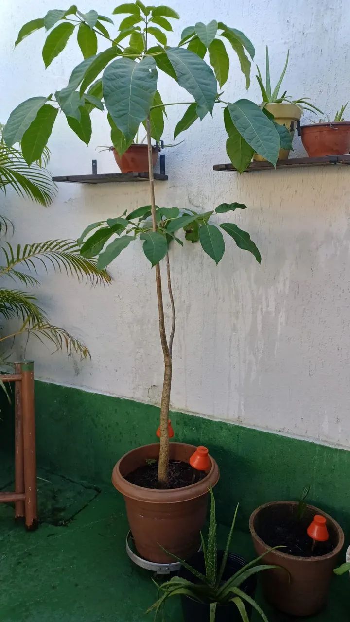 Ipê Rosa