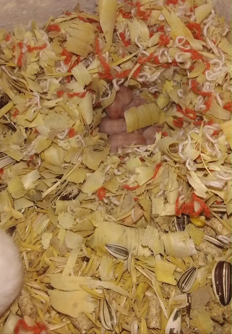 FILHOTINHOS DE HAMSTER À RESERVA! - Foto 3