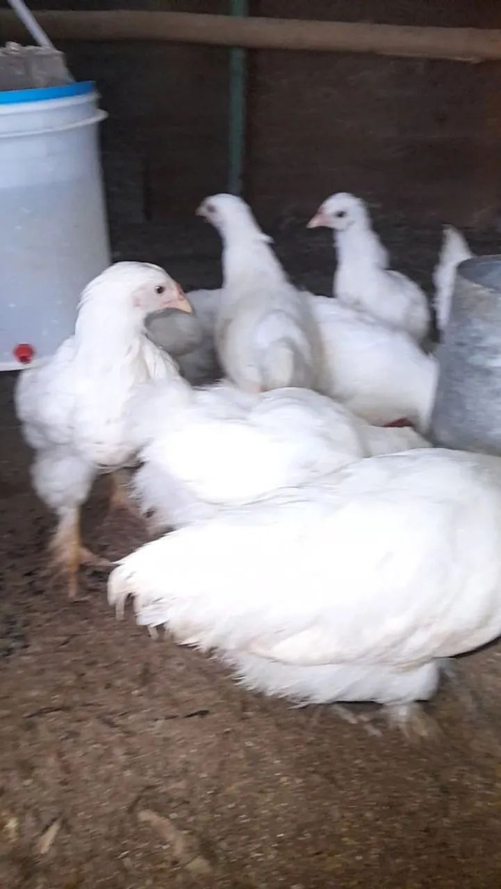 Pintos brahma white puro - Foto 3