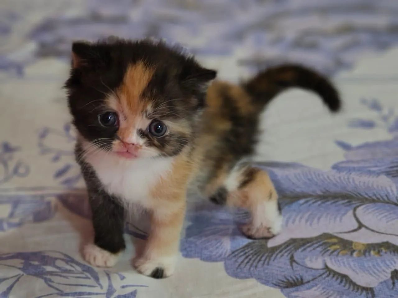Linda persa exótica tricolor 
