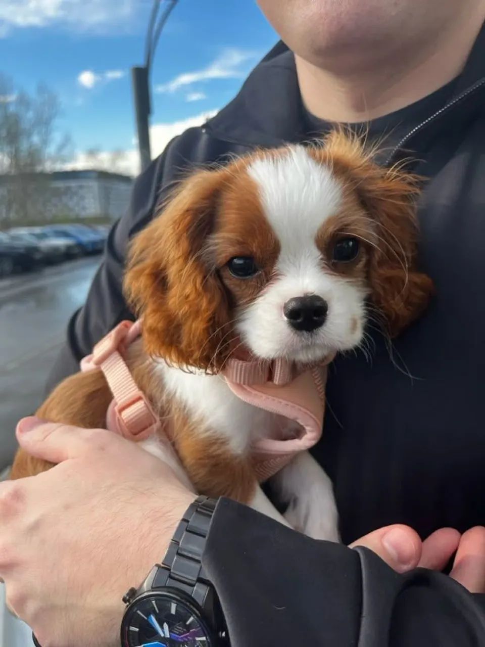 Filhotes de Cavalier king 
