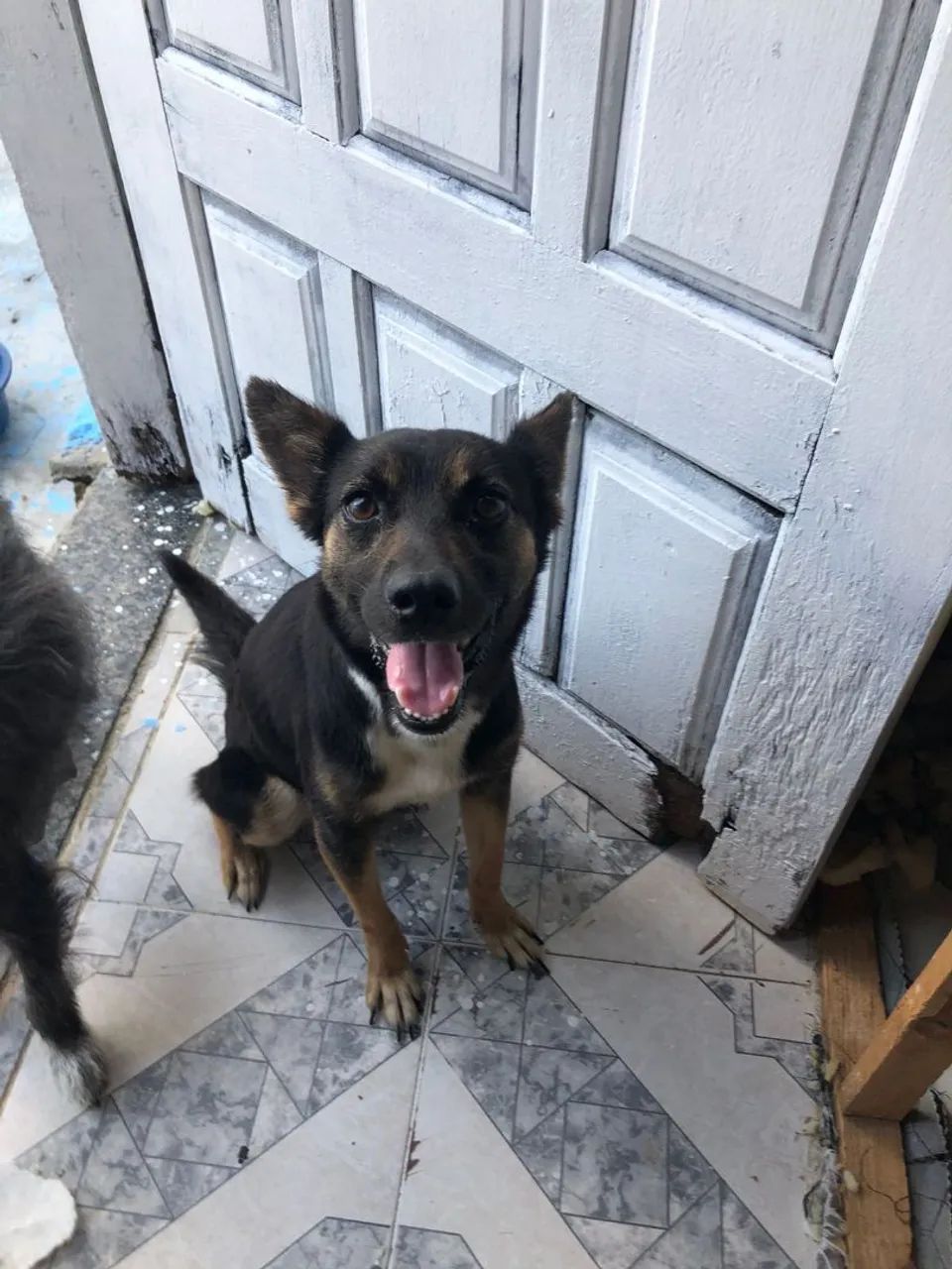 Adoção porte pequeno  - Foto 3