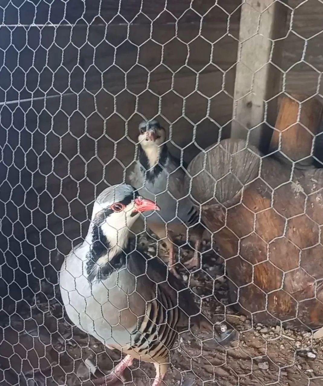 PERDIZ CHUKAR  - Foto 3