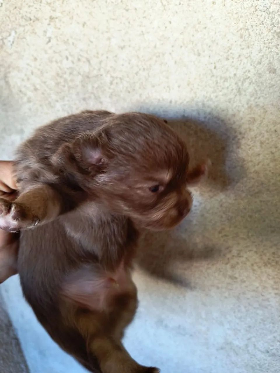 Cachorro  - Foto 4