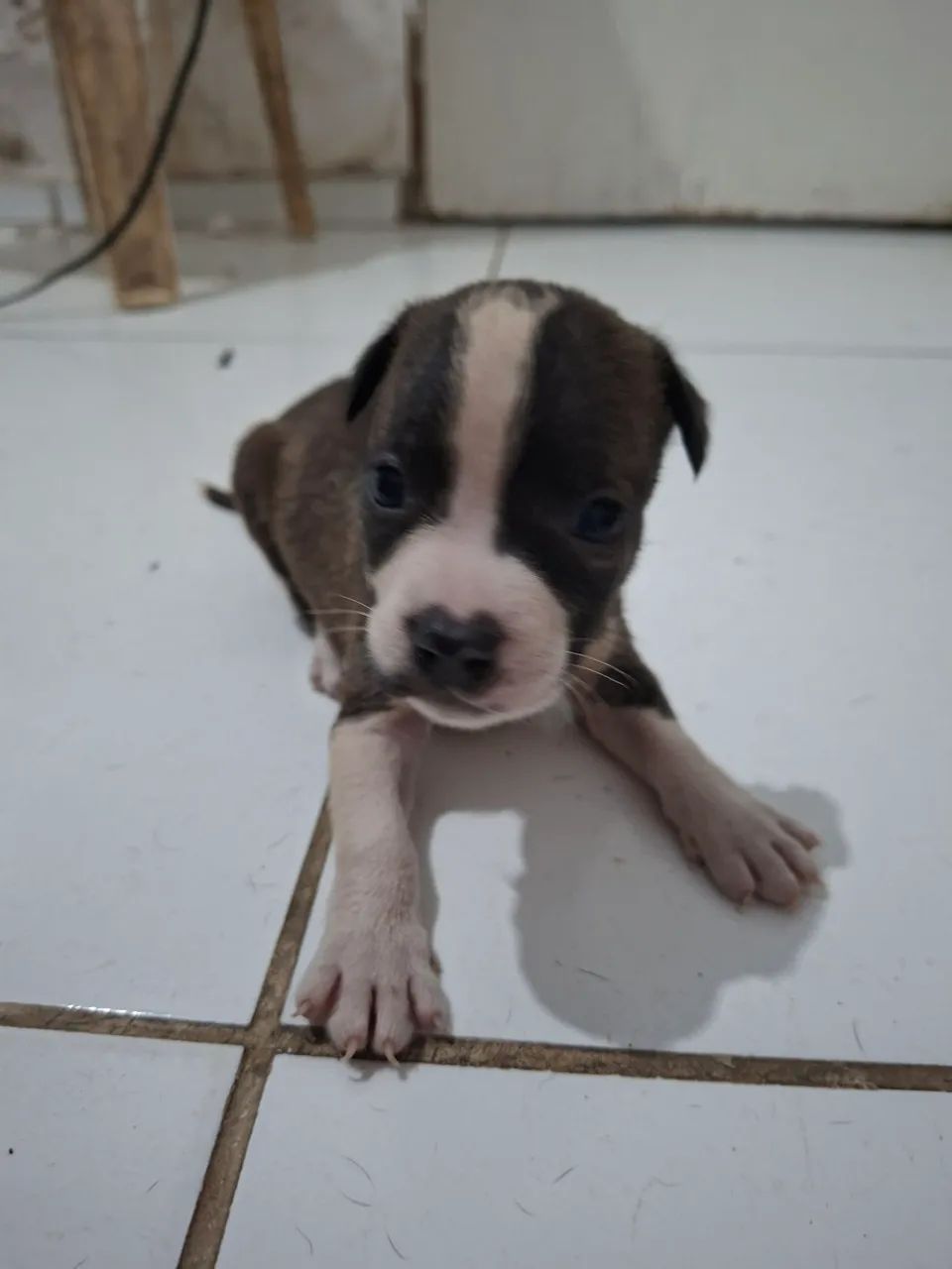 Filhotes de Pitbull  - Foto 3