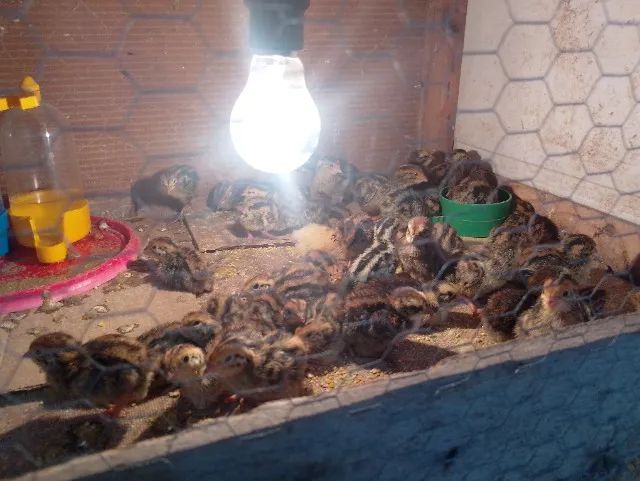 Filhote de Codornas  - Foto 3