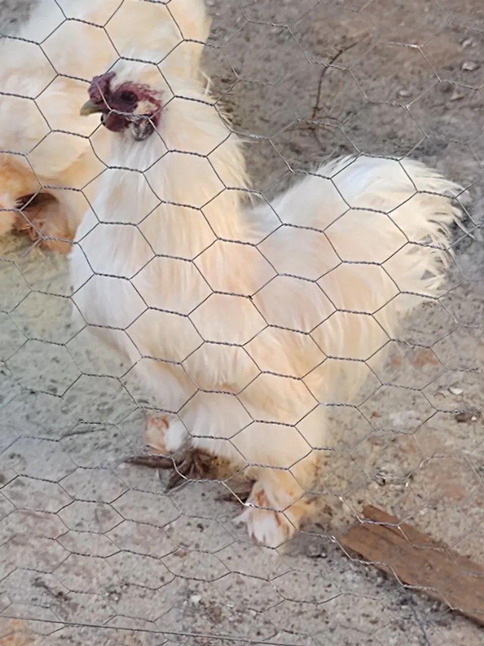 Galo Sedoso (Silkie/Japão)