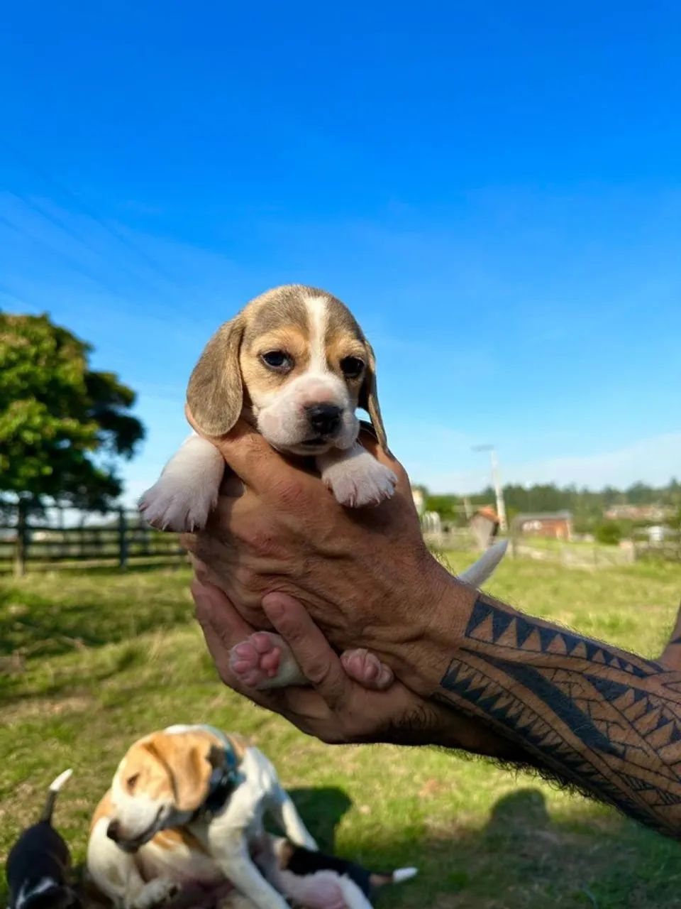 Beagle