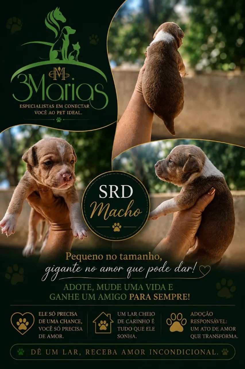 Lindos bbs SRD. - Foto 2