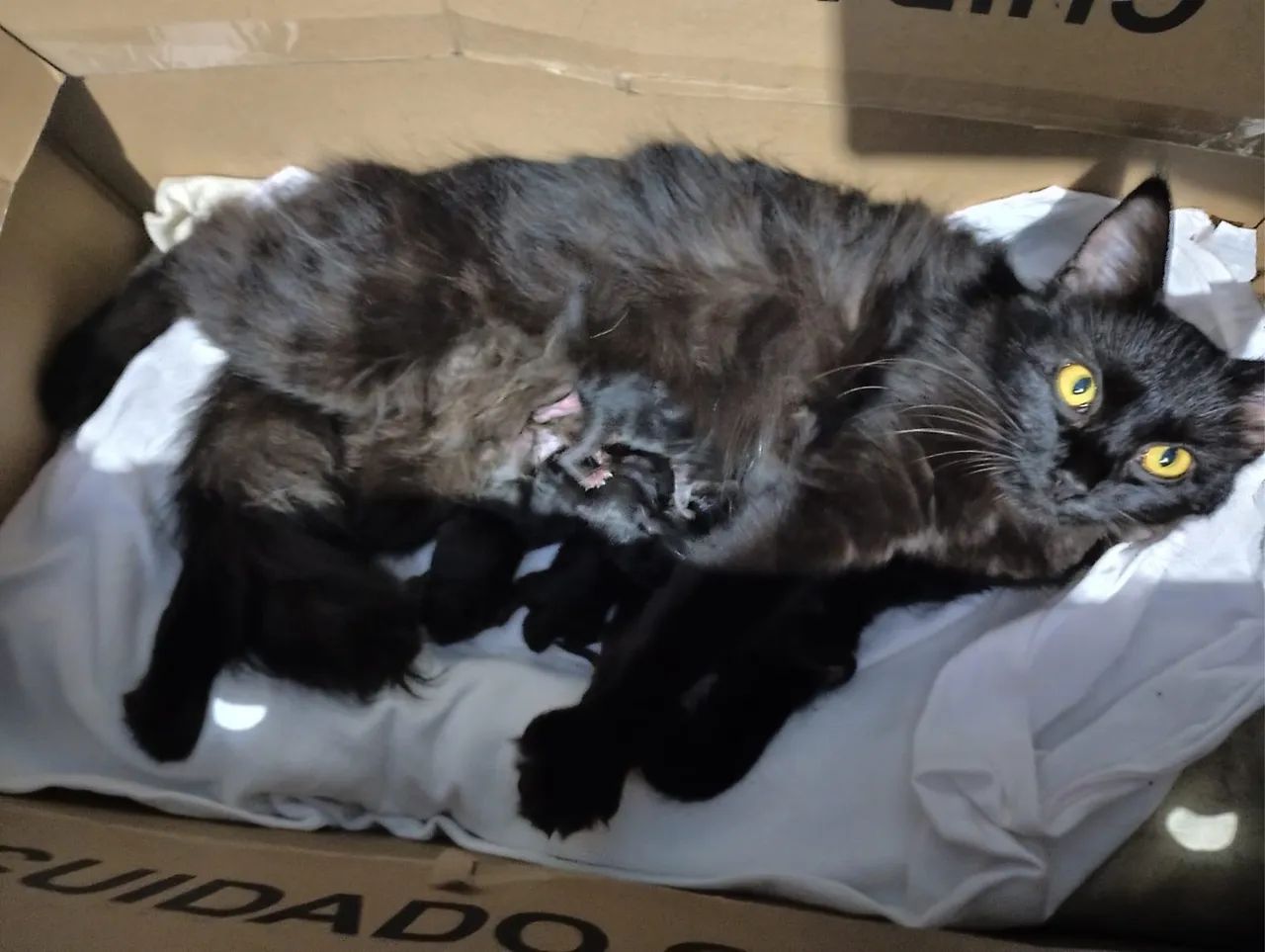 Filhotes de Gato Angora  - Foto 2