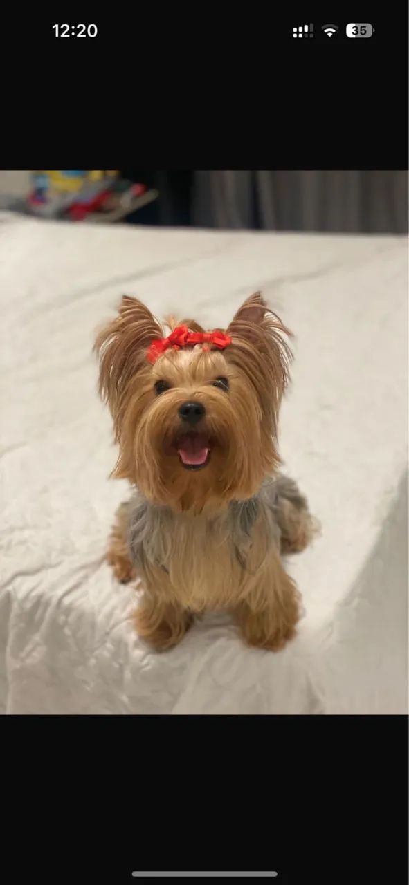 Filhotes de yorkshire terrier - Foto 3