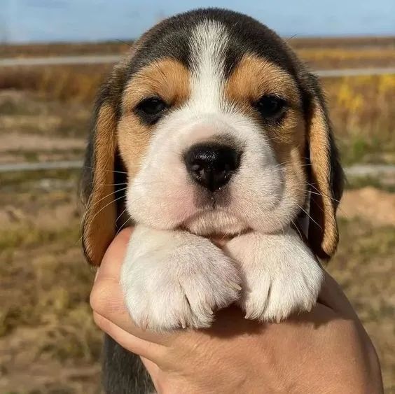 Beagle Machos e Femeas 
