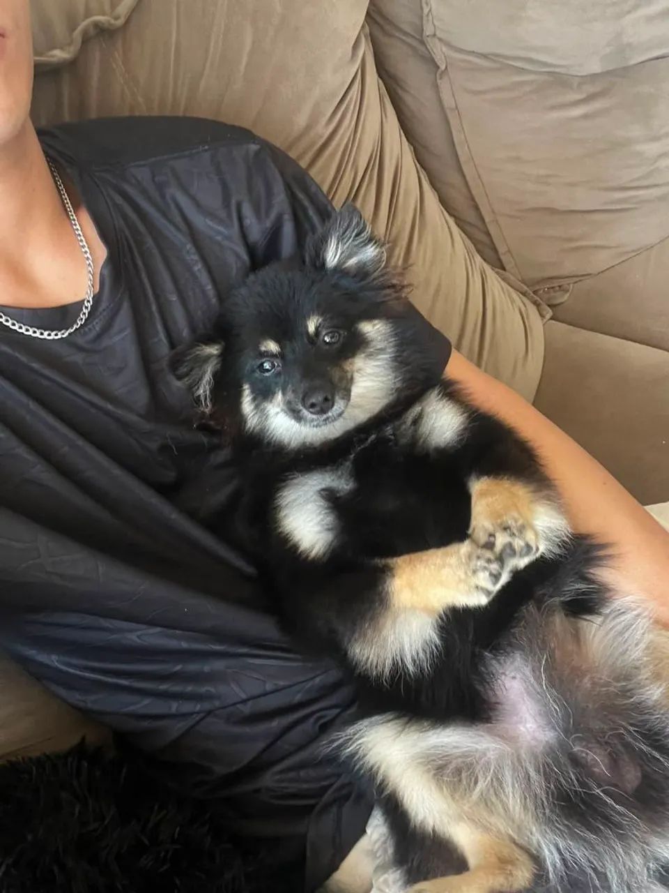 Spitz alemão  - Foto 2