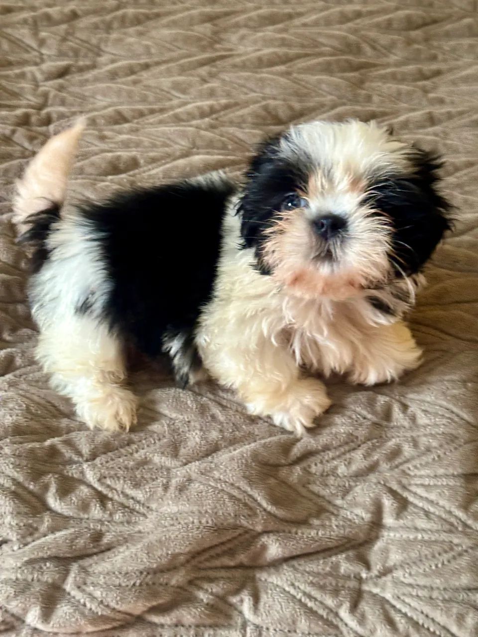 Shihtzu macho 