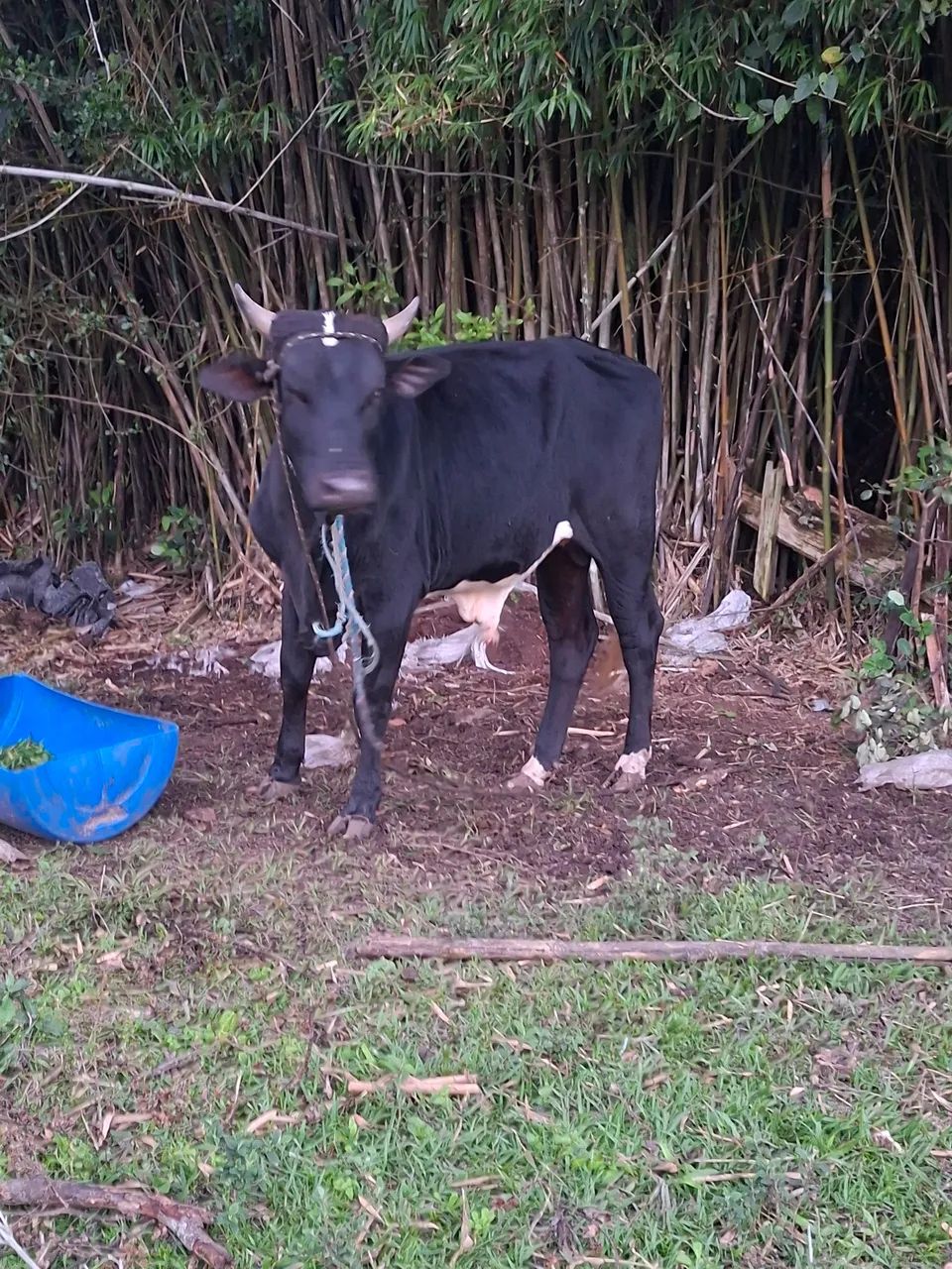 BOI NELORE COM HOLANDES   - Foto 3