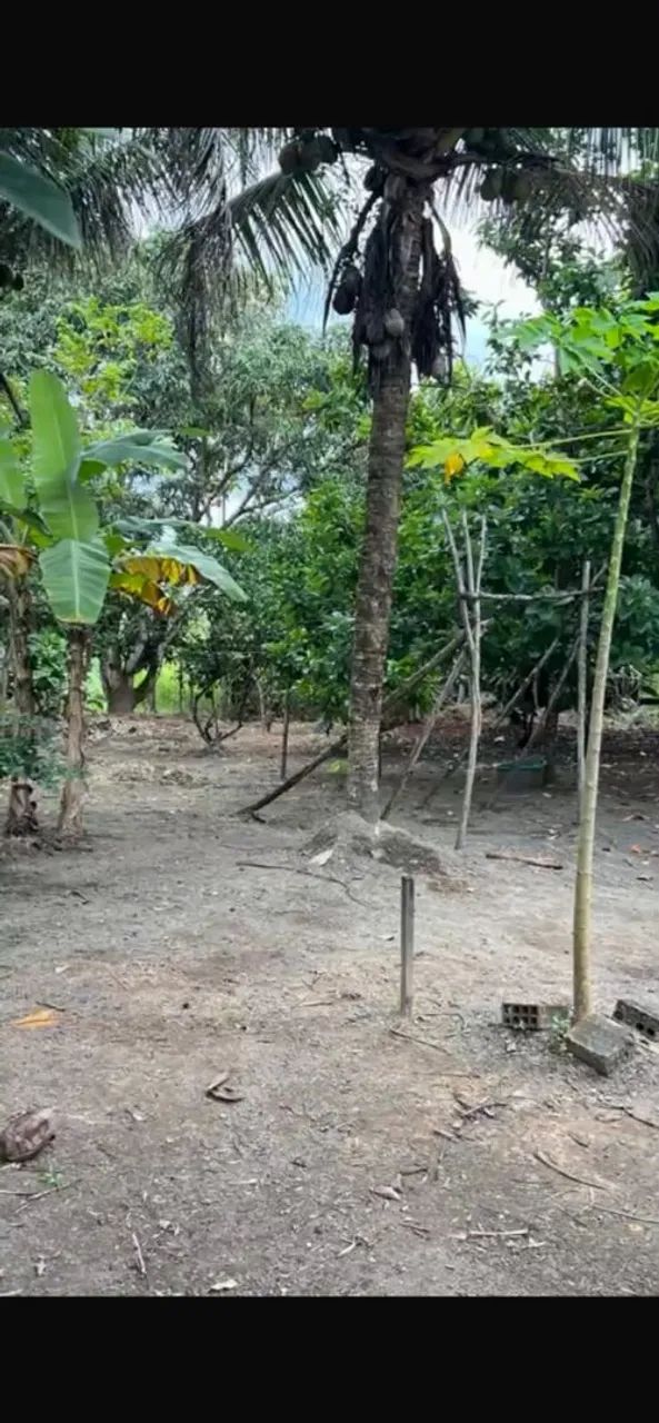 Vende-se sítio em Flexeiras-AL - Foto 4