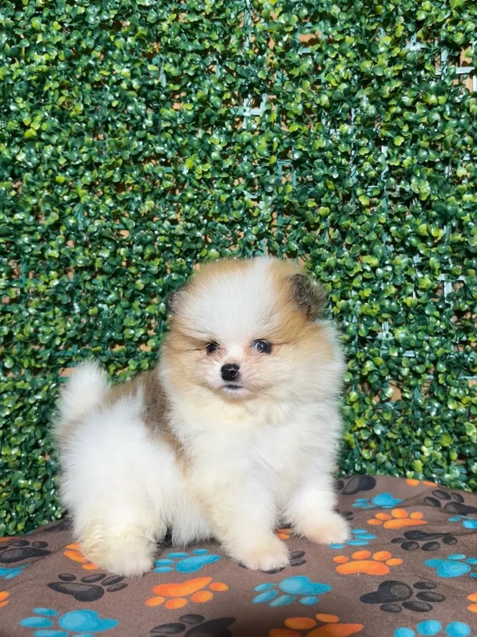 Spitz alemão  - Foto 2