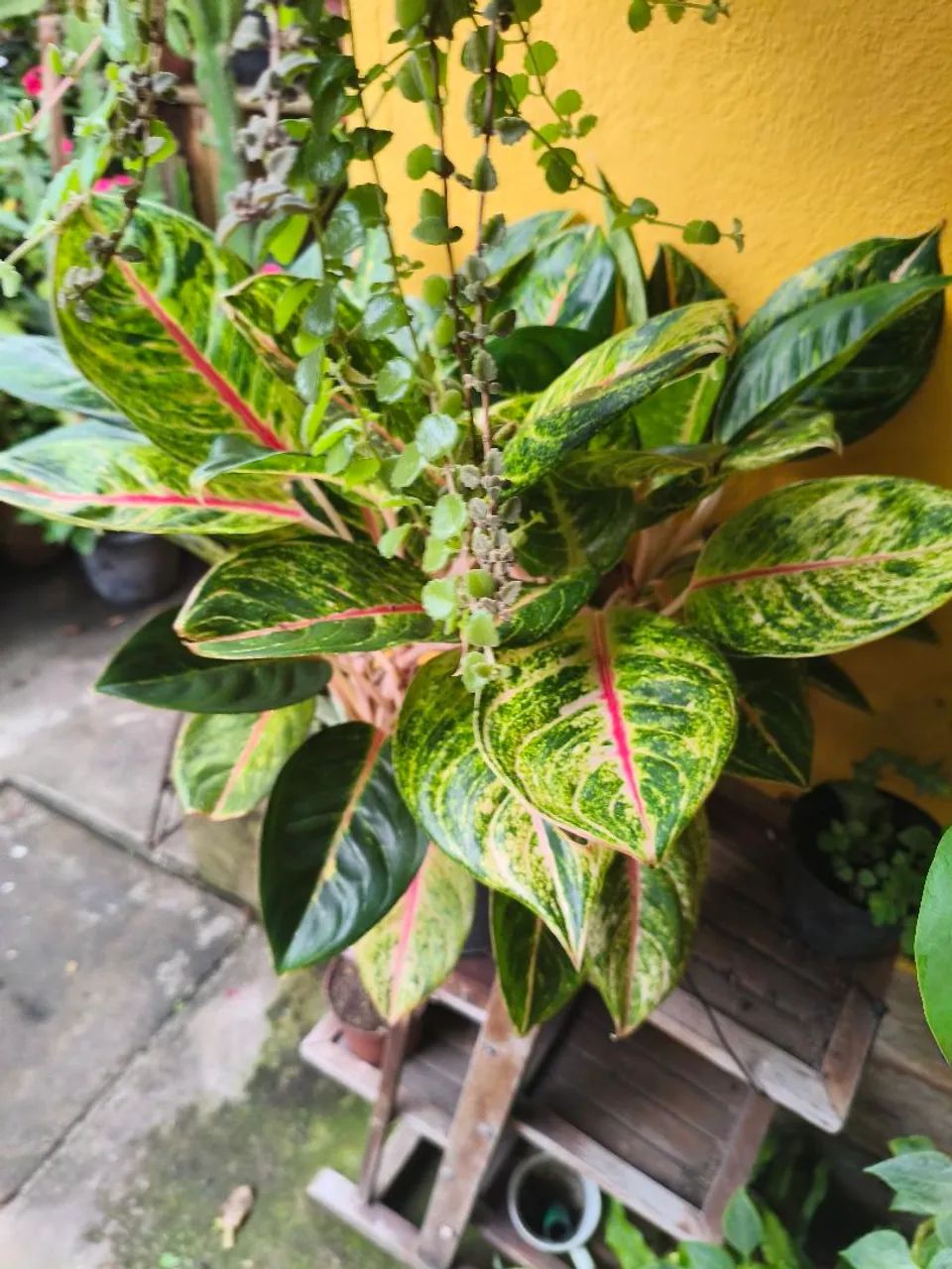 Planta saudável  - Foto 4